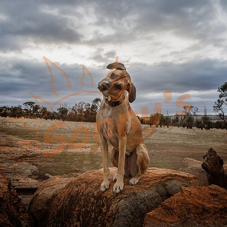 _DSC3747_16May20-Edit