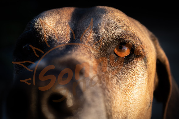 _DSC3687_14May20