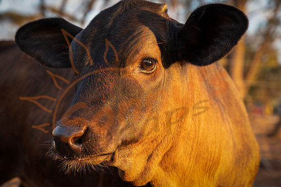 _SR60977_15February20-Edit
