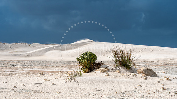 SAR_1554Lancelin180526