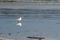 SAR_1636Lancelin180526