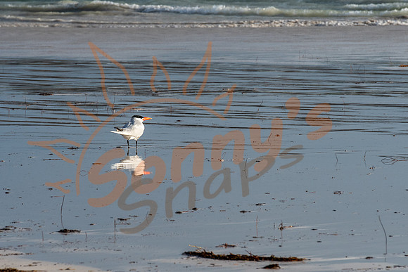 SAR_1636Lancelin180526