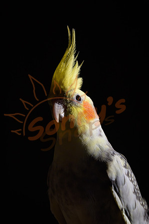 _SR61557_03May19