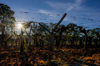 _SR60377_01June19