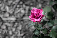 SAR_0017180929