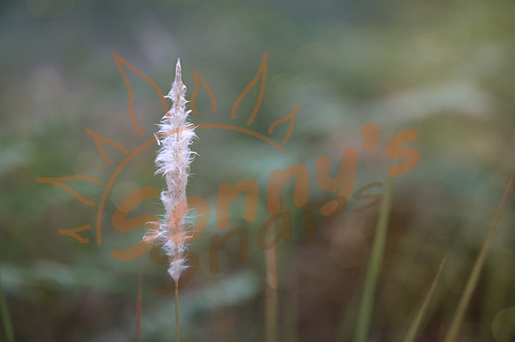 _SR62597_17May19-Edit