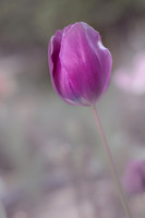 SAR_0228180825