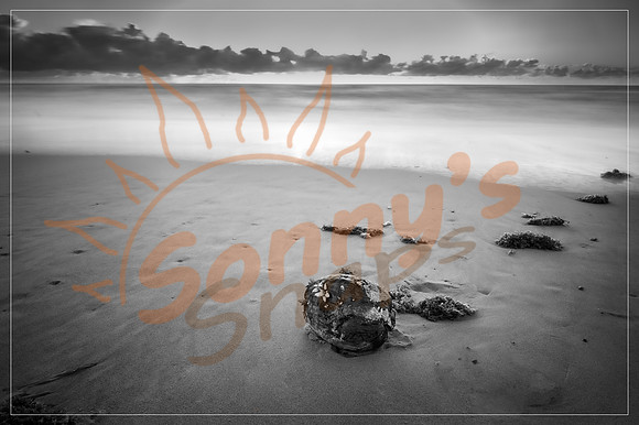 _SR61382_27March20-Edit