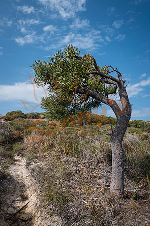 _SR62227_05August19