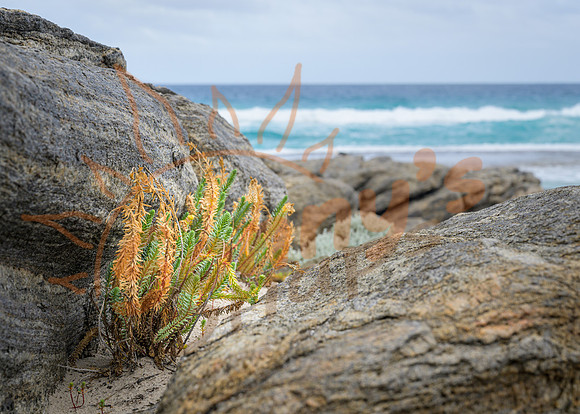 _SR62473_06August19