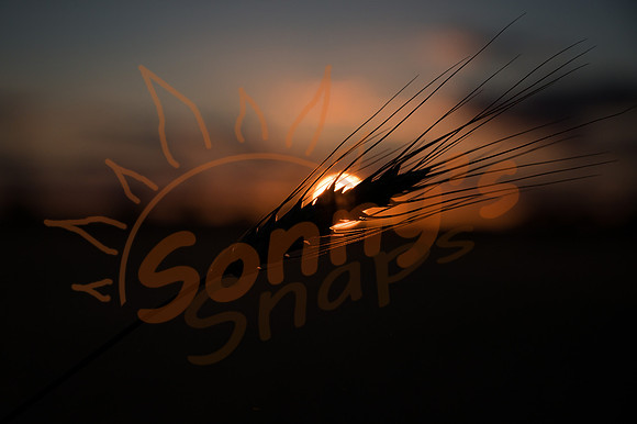 _SR60537_12October19