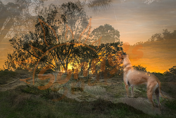 _ZSR1035_22June20-Edit