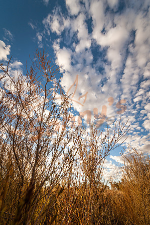 SAR_0704180603