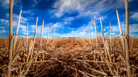 SAR_0271180602-Edit