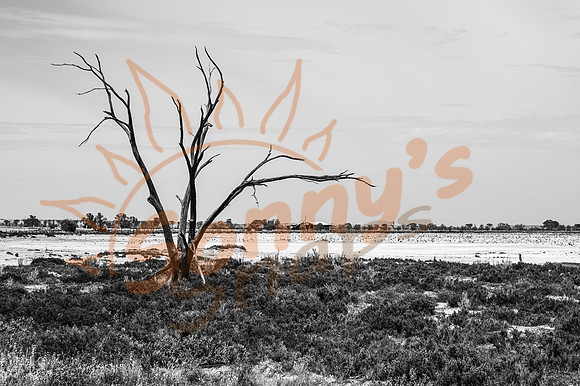 _SR61637_06December19